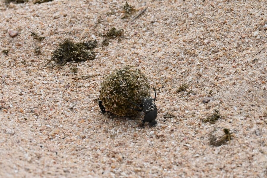 Dung Beetles