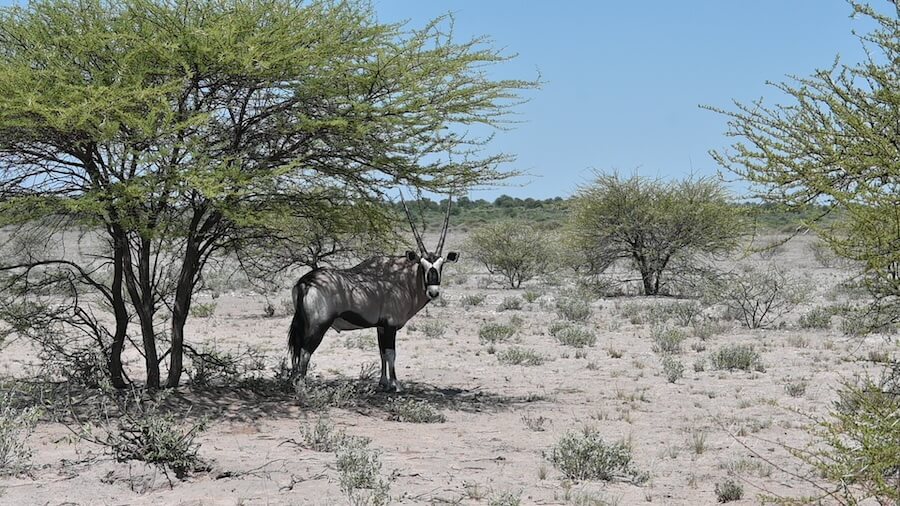 Central Kalahari Game Reserve